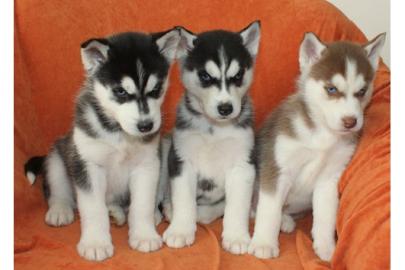 Gesunde und sch�ne siberian husky f�r we