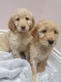 Sch?ne Goldendoodle-Welpen zu verkaufen