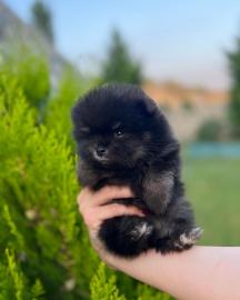 🐾 Zwergspitz-Welpen (Pomeranian) 