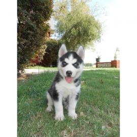 Siberian Husky-Weibchen