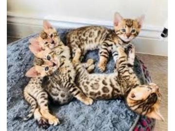 ben Kitten mit Stammbaum suchen neues Zu