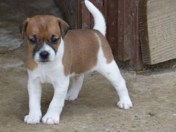 Arbeiten von Jack Russells