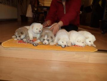 Akita Inu wunderschoene Welpen