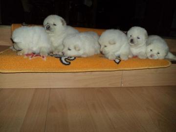 Akita Inu wunderschoene Welpen