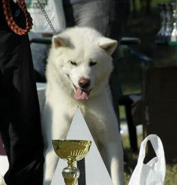 Akita Inu wunderschoene Welpen