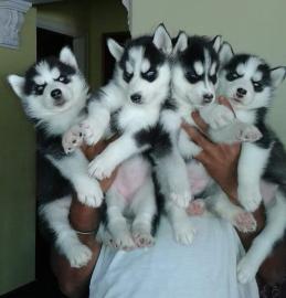 Siberian Husky Welpen Hybriden
