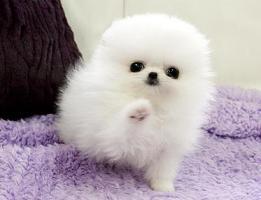 KOSTENLOS Wei? Mops welpen