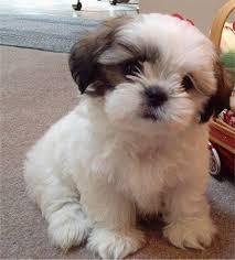 Shih Tzu Welpen whatsapp Nummer +4365048