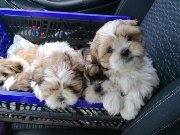 Shih Tzu reinrassig mit Ahnenpass