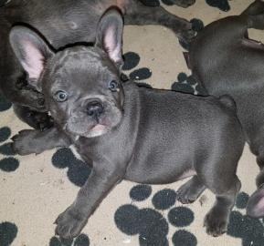 Franz�sische bulldoggen welpen