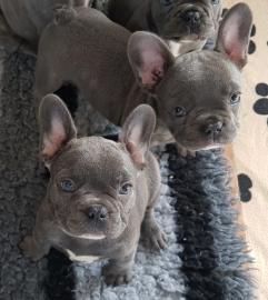 Franz�sische bulldoggen welpen