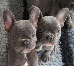 Franz�sische bulldoggen welpen