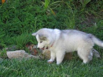 Gesunden m�nnlichen und weiblichen HUSKY