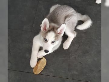 Siberian Husky Welpen