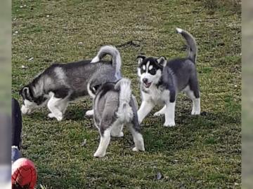 Siberian Husky Welpen