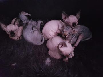 Wundersch?ne canadian Sphynx Kitten