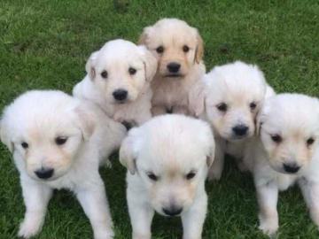 Golden retriever Welpen mit Papieren