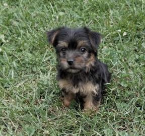 Loving Available Yorshire Terrier W ?