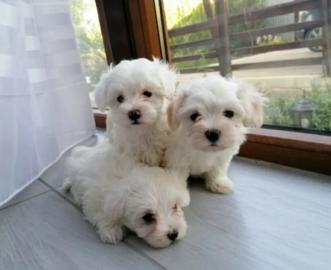 Super MINI Maltese Puppies whatsapp numb