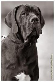 Deutsche Dogge R�DE ZU DECKEN