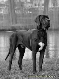 Deutsche Dogge R�DE ZU DECKEN