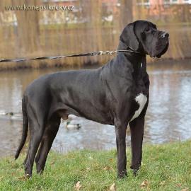 Deutsche Dogge R�DE ZU DECKEN