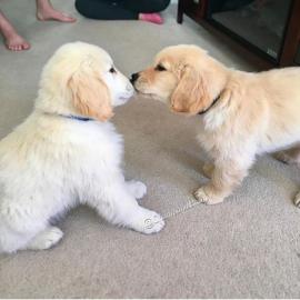 Liebevolle Golden Retriever Welpen f�r R