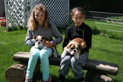 Englische Bulldoggen Knautschnasen suche