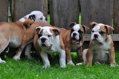 Englische Bulldoggen Knautschnasen suche