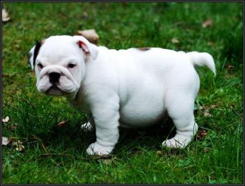 Englische Bulldoggen Knautschnasen suche