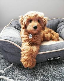 Goldendoodle-Welpen