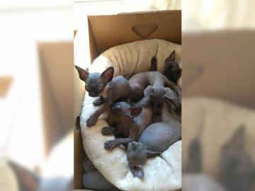 Canadian Sphynx K�tzchen (m/w)