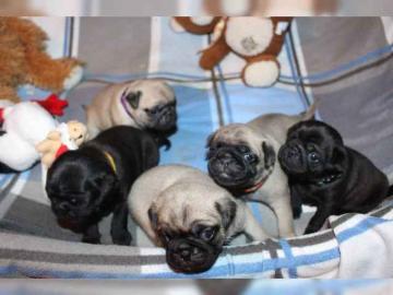 Liebevolles Mini Mops Welpen Beige und s