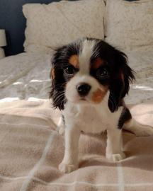 Cavalier King Charles Spaniel Welpen abz
