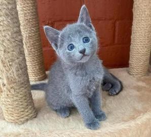 Reinrassige Russisch blau Kitten mit Sta