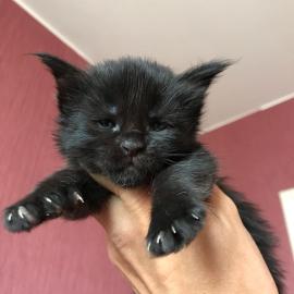 Wundersch�ne Maine-Coon-Katzen abzugeben