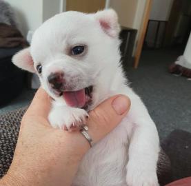 Chihuahua-Welpen