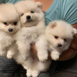 Reinrassige Pomeranian Welpen mit Stammb