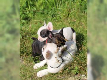 Liebevolles Franz?sisch Bulldogge mit Pa