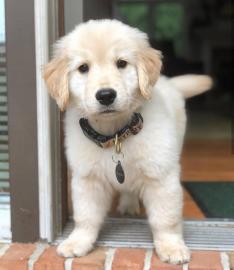 Wundersch�ne Golden Retriever Welpen f�r