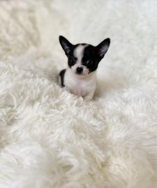 Mini Chihuahua Welpen verf?gbar