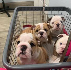 Englisch Bulldog Welpen whatsapp nummer