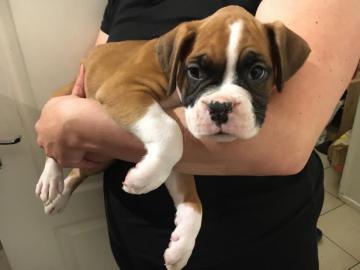 klobige Boxerwelpen