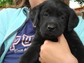 Welpen schwarz Labrador Retriever mit PP