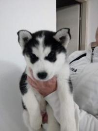 Entz�ckende Siberian Husky-Welpen