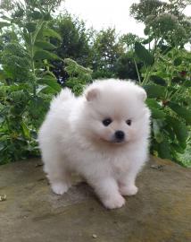 Zwergspitz Pomeranian welpen