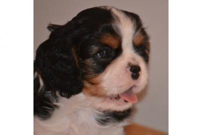 Wir sind Cavalierbabys