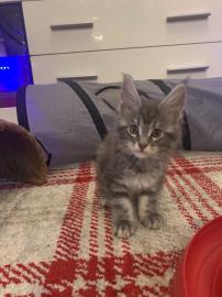 Sch?ne Maine Coon K?tzchen zu verkaufen