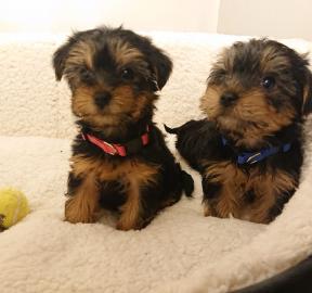 Yorkshire Terrier Welpen