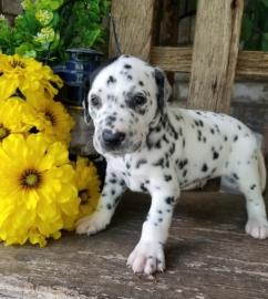 Dalmatian Puppy for sale